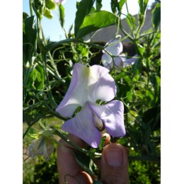 Lathyrus odoratus 'Albutt Blue' - Pois de senteur bleu (Graines / Seeds)