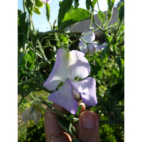 Lathyrus odoratus 'Albutt Blue' - Pois de senteur bleu (Graines / Seeds)