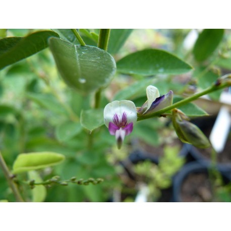 Lespedeza Thunbergii Edo Shibori Lespedeza Le Jardin Des Curieux
