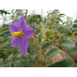 Solanum pyracanthum - Tomate porc épic