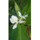 Hedychium coronarium - Gingembre blanc ou papillon, Mariposa (Plant)