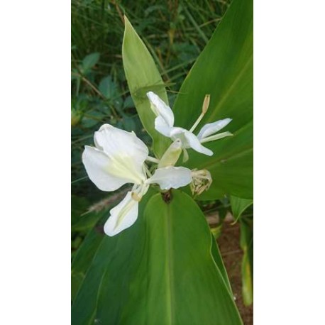 Hedychium coronarium - Gingembre blanc ou papillon, Mariposa (Plant)