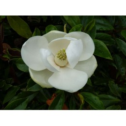 Magnolia grandiflora 'Maulevrier' - Magnolia persistant nain
