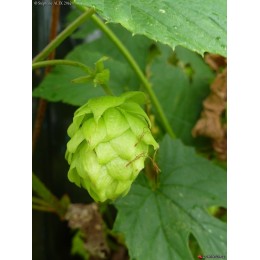 Humulus lupulus 'Mount Hood' - Houblon (pour bière)