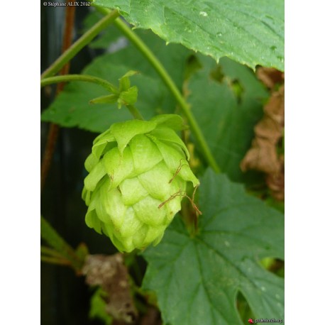 Humulus lupulus 'Mount Hood' - Houblon (pour bière)