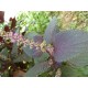 Perilla frutescens 'Chinois Violet' - Shiso (graines / seeds)