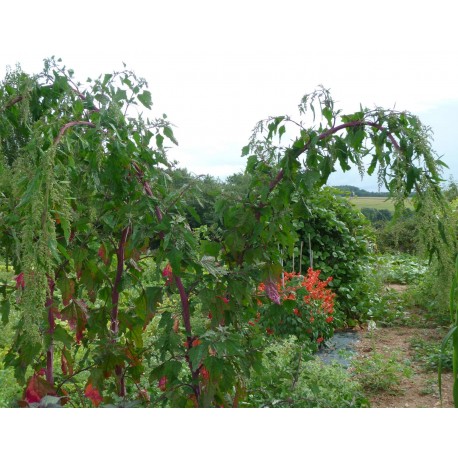 Chenopodium formosanum - Chénopode  (Graines / seeds)