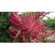 Amaranthus caudatus 'Golden-red' - Amaranthe (Graines / seeds)
