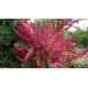 Amaranthus caudatus 'Golden-red' - Amaranthe (Graines / seeds)