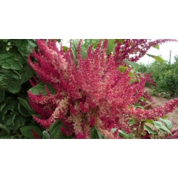 Amaranthus caudatus 'Golden-red' - Amaranthe (Graines / seeds)