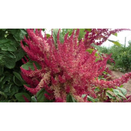 25 grammes-env 37,500 graines-annuelles Amaranthus caudatus rouge 