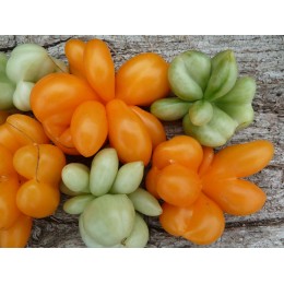 Tomate 'Phil's One' - Solanum lycopersicum (graines / seeds)