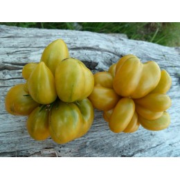 Tomate 'Phil's Two' - Solanum lycopersicum  (Graines / seeds)