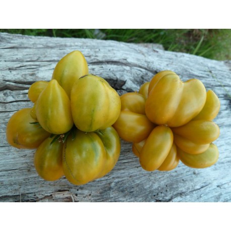 Tomate 'Phil's Two' - Solanum lycopersicum  (Graines / seeds)