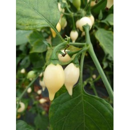 Capsicum annuum 'Chupetinho Blanco' - Piment (Graines / seeds)