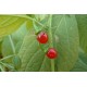 Capsicum rhomboideum - Piment (graines/seeds)
