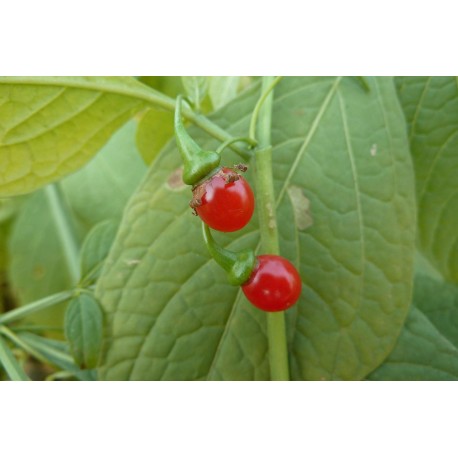 Graines-Seeds Piment, 5 variétés minimum, Capsicum annuum