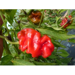 Capsicum annuum "Chinois Fripé Rouge" - Piment (Graines / seeds)