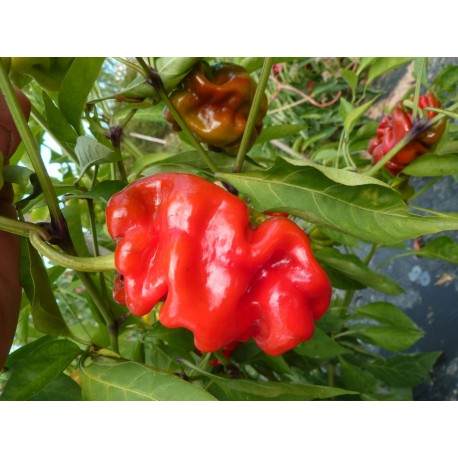 Capsicum annuum "Chinois Fripé Rouge" - Piment (Graines / seeds)