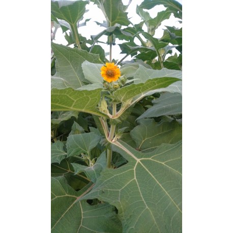 Smallanthus sonchifolius - Poire de terre ou Yacon