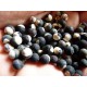 Cardiospermum halicacabum - Pois de coeur (graines - seeds)