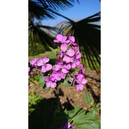 Lunaria annua - Monnaie du pape ou lunaire (graines / seeds)