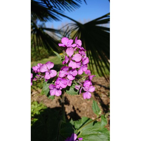 Lunaria annua - Monnaie du pape ou lunaire (graines / seeds)