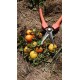 Tomate naine 'Micro Tom' - Solanum lycopersicum  (Graines / seeds)