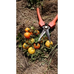 Tomate extra naine 'Micro Tom' - Solanum lycopersicum  (Graines / seeds)