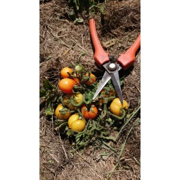 Tomate naine 'Micro Tom' - Solanum lycopersicum  (Graines / seeds)