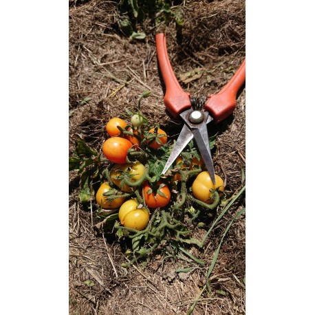 Tomate naine 'Micro Tom' - Solanum lycopersicum  (Graines / seeds)