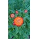 Helichrysum bracteatum - Immortelle (Graines / Seeds)