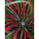 Fascicularia bicolor - Plante ananas du Chili