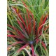 Fascicularia bicolor - Plante ananas du Chili