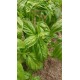 Ocimum basilicum ‘Emily’ - Basilic  (graines / seeds)