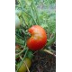 Tomate de fainéant 'Silvery Fir Tree' - Solanum lycopersicum  (Graines / seeds)