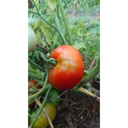 Tomate de fainéant 'Silvery Fir Tree' - Tomate à feuilles de carotte  (Graines / seeds) BIO