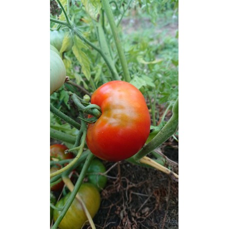 Tomate de fainéant 'Silvery Fir Tree' - Solanum lycopersicum  (Graines / seeds)