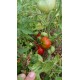 Tomate de fainéant 'Silvery Fir Tree' - Solanum lycopersicum  (Graines / seeds)