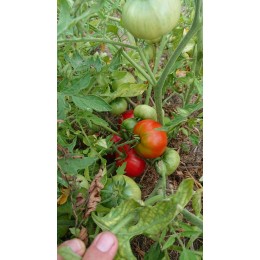 Tomate de fainéant 'Silvery Fir Tree' - Tomate à feuilles de carotte  (Graines / seeds) BIO