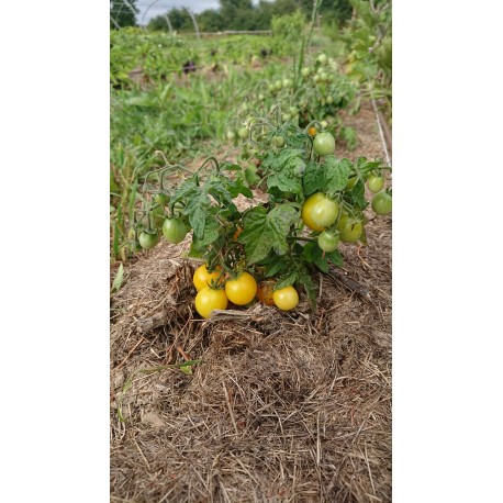 Tomate 'Gold robin' - Solanum lycopersicum  (Graines / seeds)
