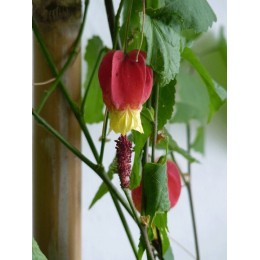 Abutilon megapotamicum - Abutilon