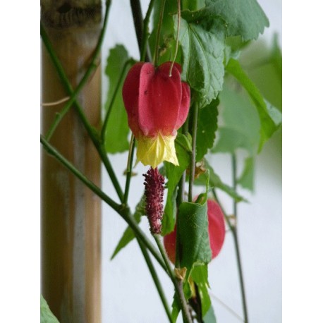 Abutilon megapotamicum