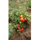 Tomate 'Red robin' - Solanum lycopersicum  (Graines / seeds)