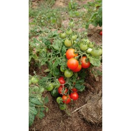 Tomate naine 'Red robin' - pour pots et jardinières  (Graines / seeds)