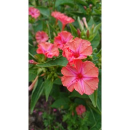 Mirabilis jalapa 'Salmon' - Belle de nuit rose saumon BIO (graines / seeds)