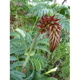 Melianthus major - Arbuste à odeur de cacahuète