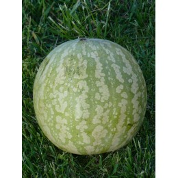 Citrullus lanatus  "rond à graines rouge" - Melon d'eau à confire (Graines / seeds)
