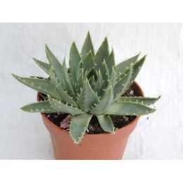 Aloes polyphylla - Aloes spirale (pot 10 cm)