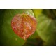 Cercidiphyllum japonicum - Arbre à caramel